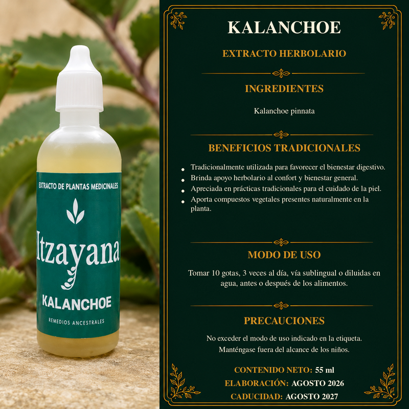 TINTURA DE KALANCHOLE